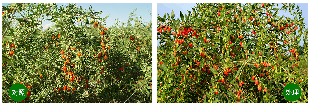 領(lǐng)先生物“海藻+氮磷鉀+腐植酸”讓果樹旺起來(lái) 領(lǐng)先生物“海藻+氮磷鉀+腐植酸”讓果樹旺起來(lái)