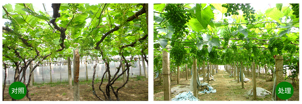 領(lǐng)先生物“海藻+氮磷鉀+腐植酸”讓果樹旺起來(lái) 領(lǐng)先生物“海藻+氮磷鉀+腐植酸”讓果樹旺起來(lái)